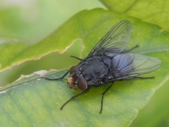 Femmina di Calliphora vomitoria (Calliphoridae)