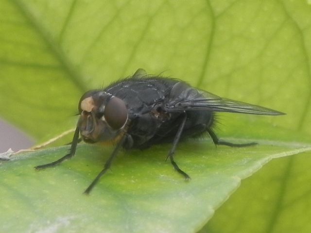 Femmina di Calliphora vomitoria (Calliphoridae)