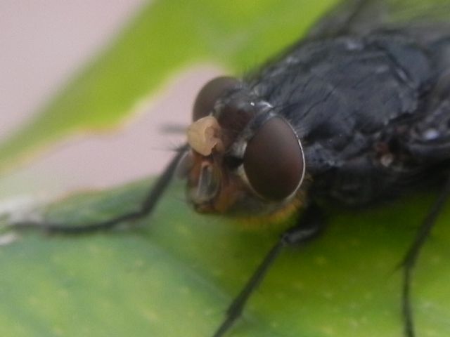 Femmina di Calliphora vomitoria (Calliphoridae)