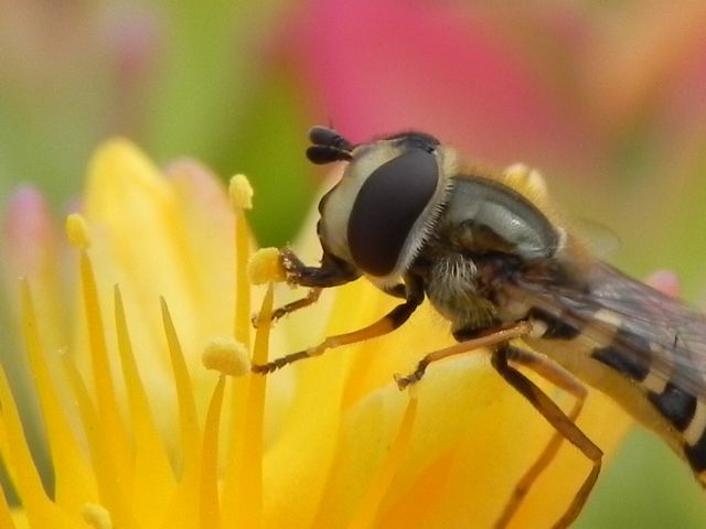 Eupeodes corollae femmina (Syrphidae)