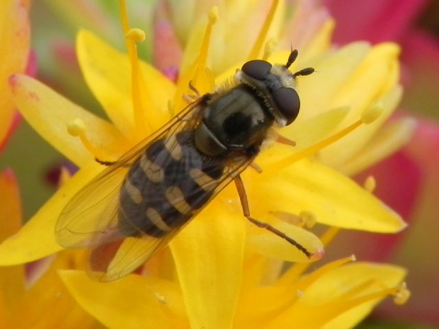 Eupeodes corollae femmina (Syrphidae)