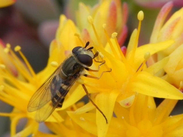 Eupeodes corollae femmina (Syrphidae)