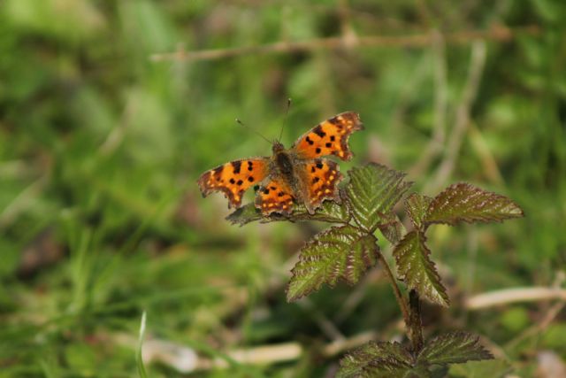 ID farfalla - Polygonia c-album