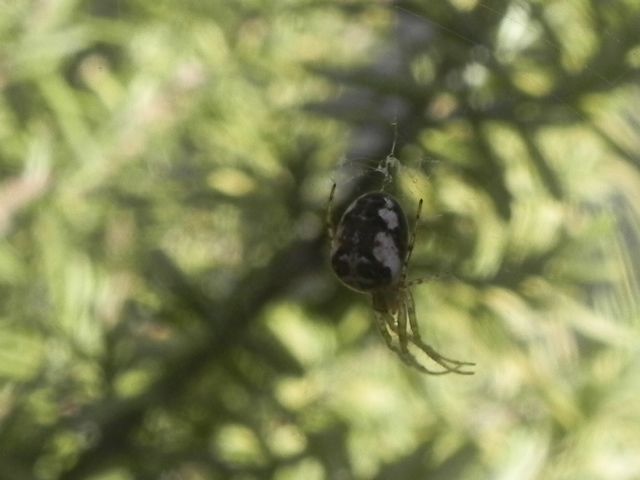 Tetragnathidae:  Metellina sp. - Torre Angela (Roma)