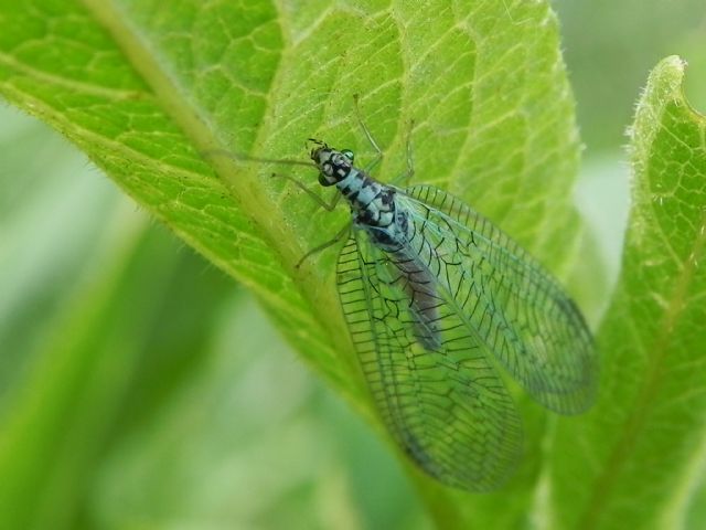 Chrysopa perla