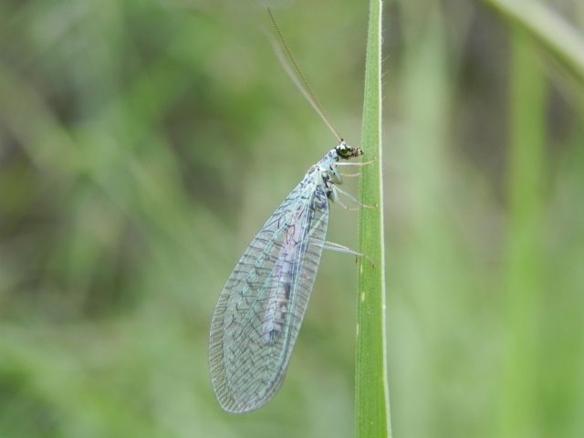 Chrysopa perla