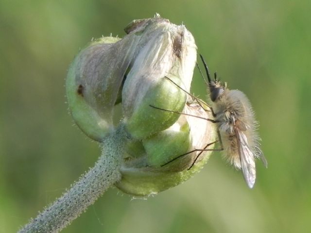 Bombylius sp. (Bombyliidae)