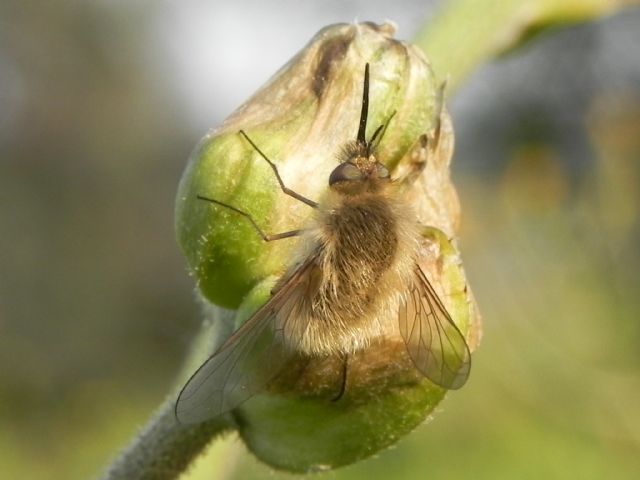 Bombylius sp. (Bombyliidae)