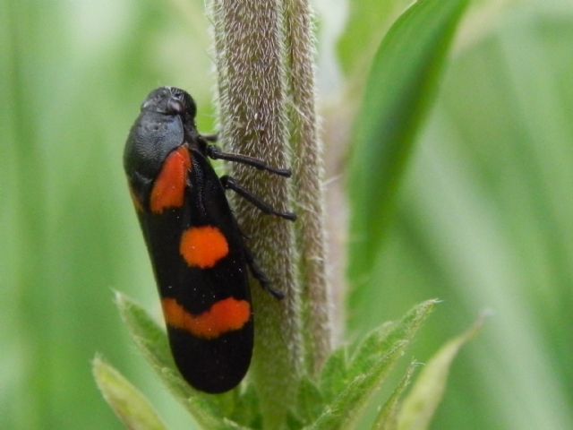 Cicadomorpha Cercopidae: Cercopis sp. (sanguinolenta o arcuata)