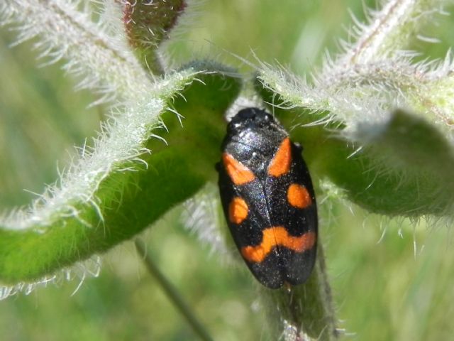 Cicadomorpha Cercopidae: Cercopis sp. (sanguinolenta o arcuata)