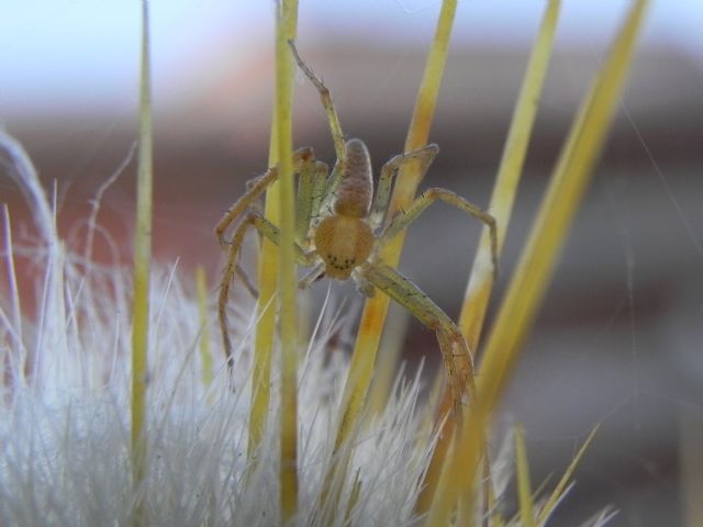 Philodromidae:  Philodromus sp.  - Torre Angela (Roma, periferia est)