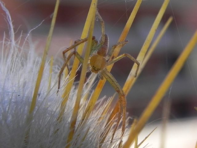 Philodromidae:  Philodromus sp.  - Torre Angela (Roma, periferia est)