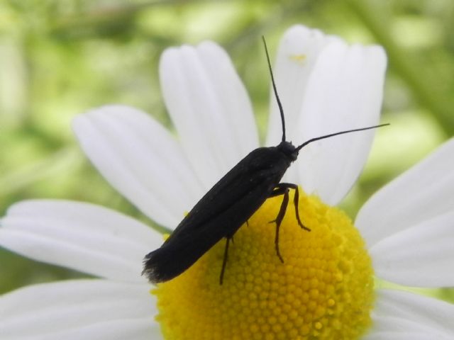 ID farfalla - Scythris sp., Scythrididae