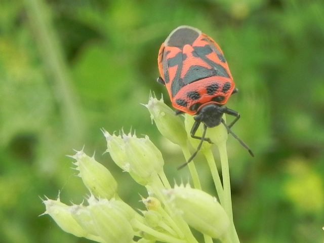 Pentatomidae: Eurydema (Eurydema) ornata