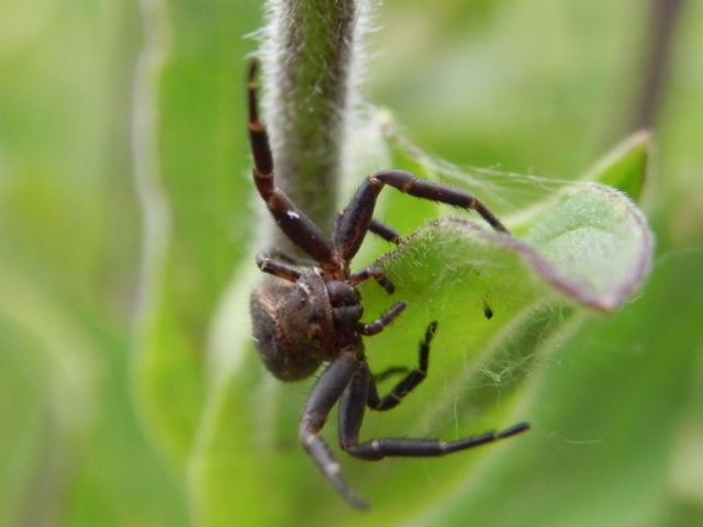 Thomisidae:  Xysticus sp. -  Tenuta dei Massimi (Roma sud)