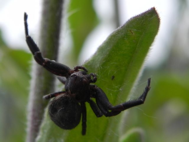 Thomisidae:  Xysticus sp. -  Tenuta dei Massimi (Roma sud)