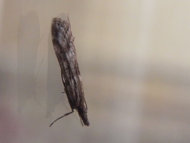 ID falena - Nomophila noctuella