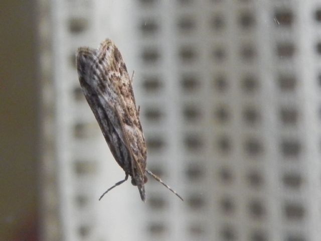 ID falena - Nomophila noctuella