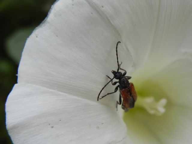 Cerambycidae:   Pseudovadonia livida