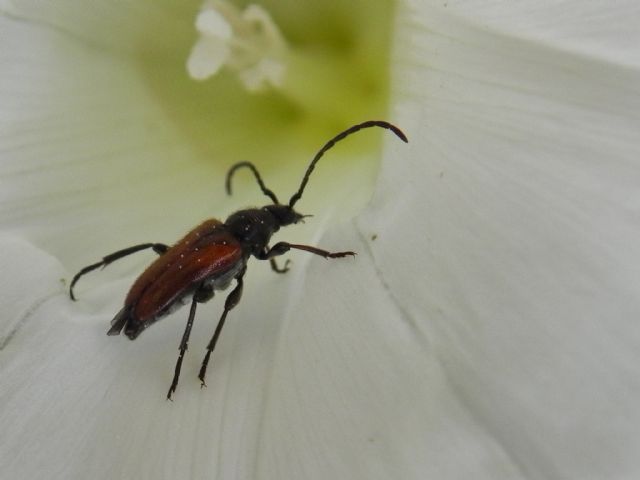 Cerambycidae:   Pseudovadonia livida