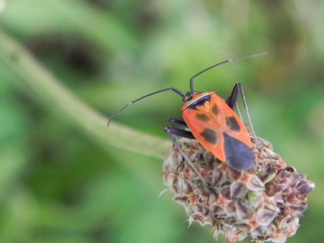 Miridae:  Calocoris nemoralis f. hispanica