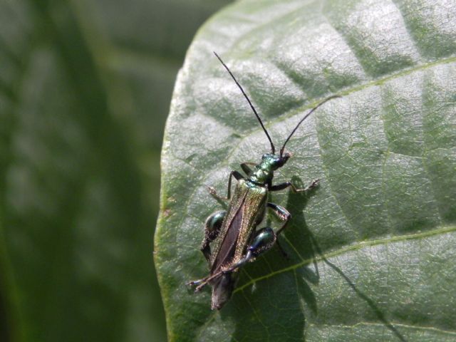 Oedemera nobilis, maschio  (Oedemeridae)