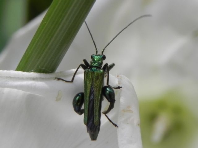 Oedemera nobilis, maschio  (Oedemeridae)