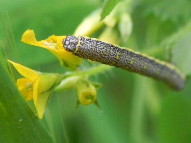 ID larva