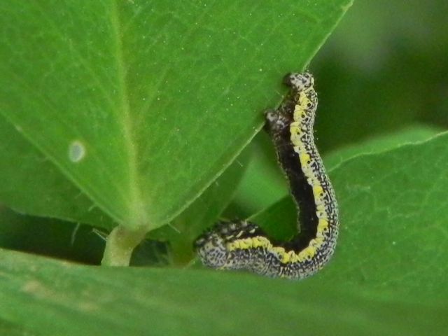 ID larva