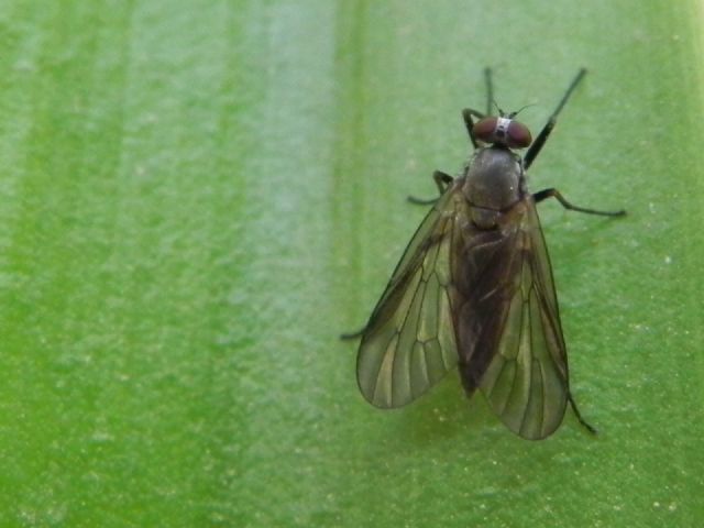 Rhagio cf. lineola femmina (Rhagionidae)