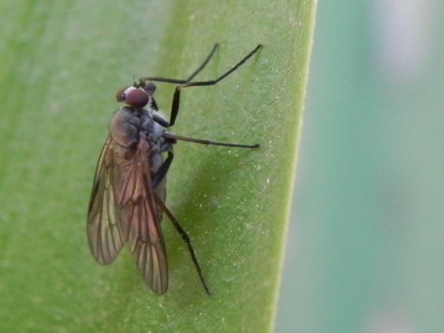 Rhagio cf. lineola femmina (Rhagionidae)