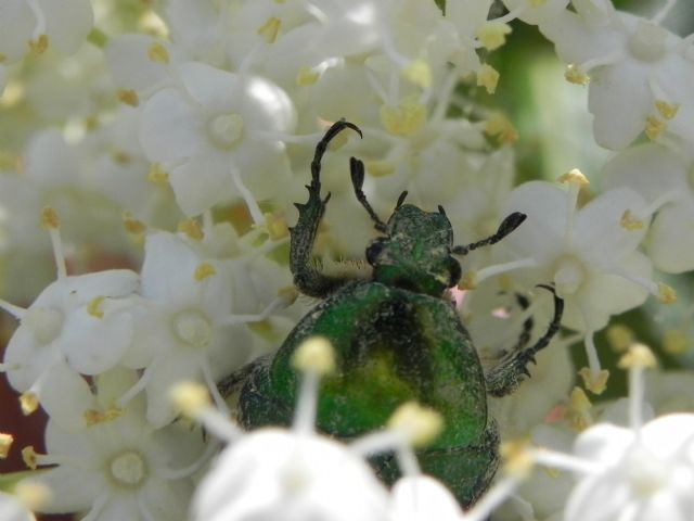 Cetonia aurata pisana