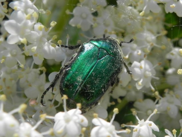 Cetonia aurata pisana