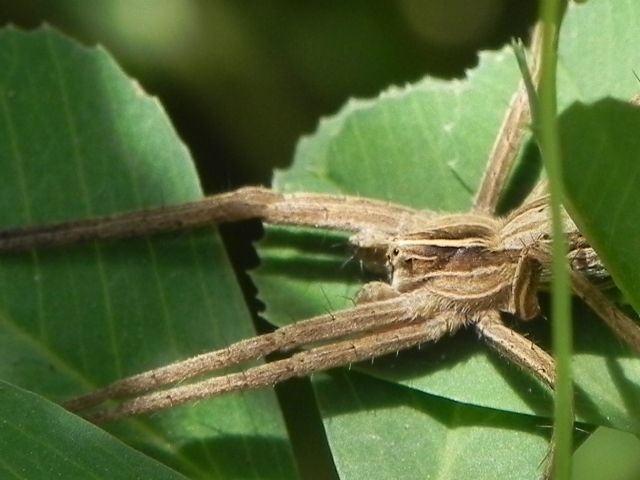 Pisaura sp.  - Parco di Torre Fiscale (Roma sud)