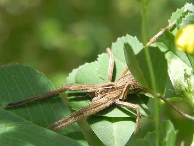 Pisaura sp.  - Parco di Torre Fiscale (Roma sud)