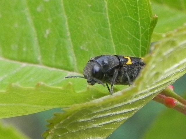 Ptosima undecimmaculata, Buprestidae