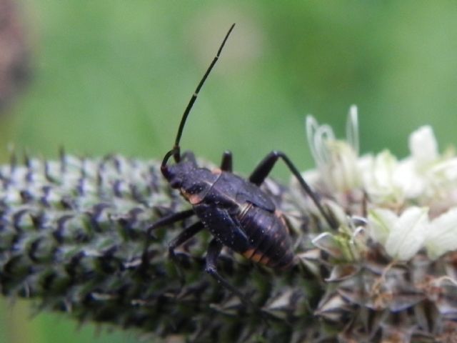 Miridae: ninfa di Calocoris nemoralis