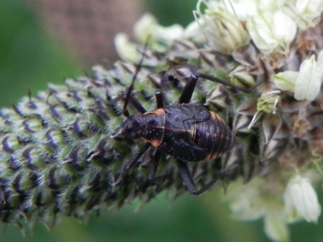 Miridae: ninfa di Calocoris nemoralis