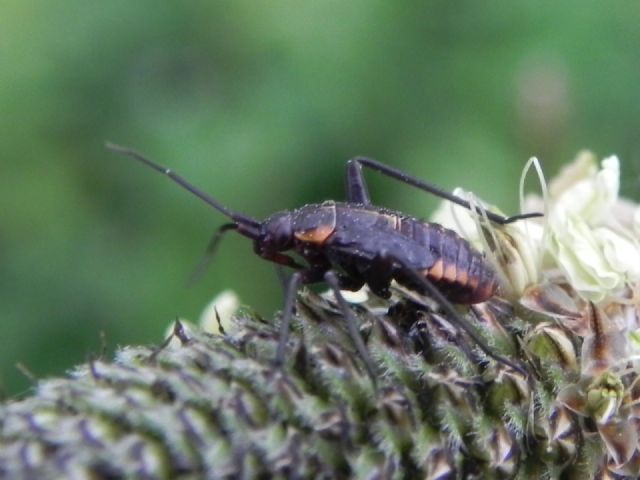 Miridae: ninfa di Calocoris nemoralis