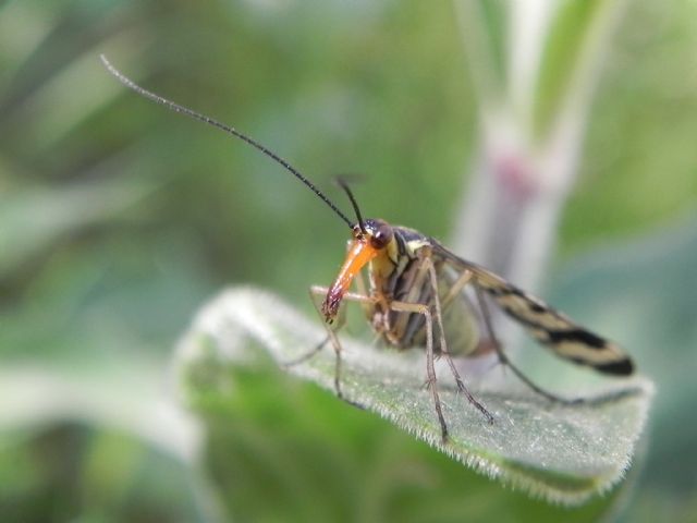 ID Panorpa femmina