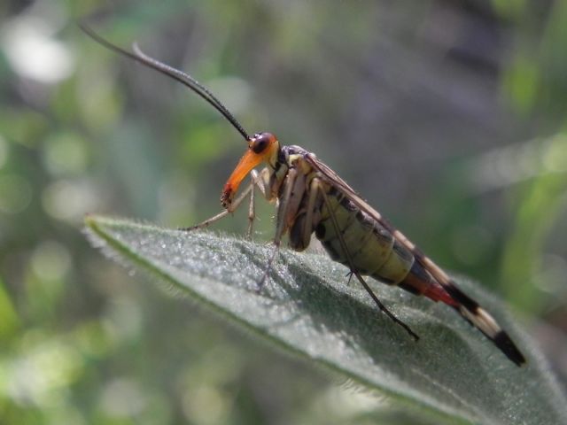 ID Panorpa femmina