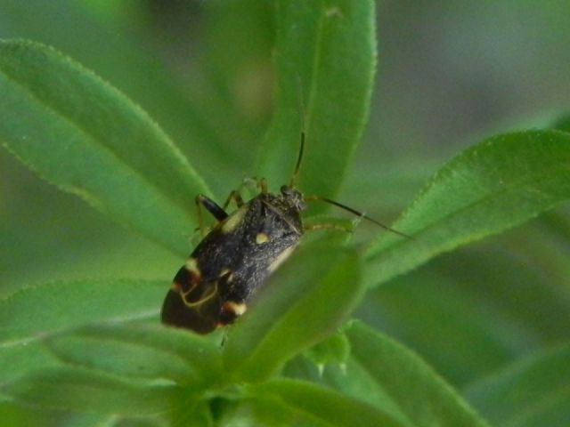 Miridae: Polymerus cfr. palustris del Lazio