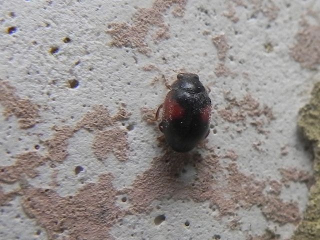 Scymnus sp. (interruptus?), Coccinellidae