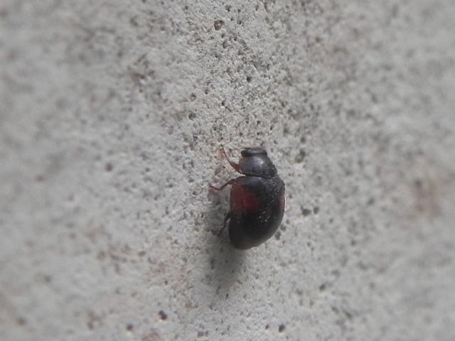 Scymnus sp. (interruptus?), Coccinellidae