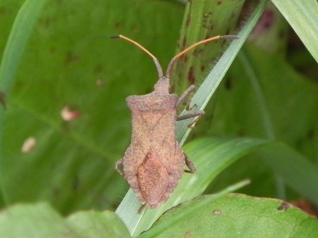 Coreidae: Coreus marginatus