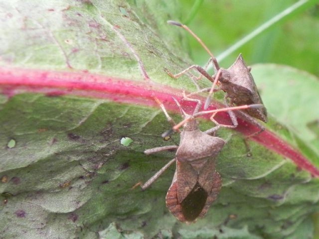 Coreidae: Coreus marginatus