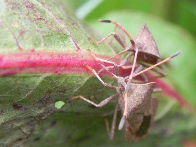 Coreidae: Coreus marginatus