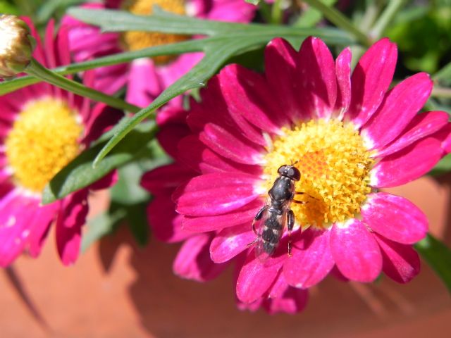 ID Syrphidae: Syritta pipiens femmina