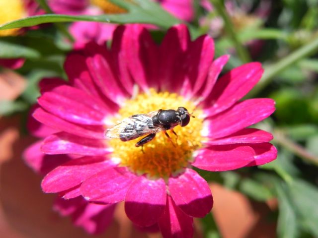 ID Syrphidae: Syritta pipiens femmina