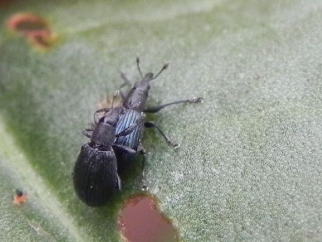 ID Curculionoidea - Perapion cf. violaceum